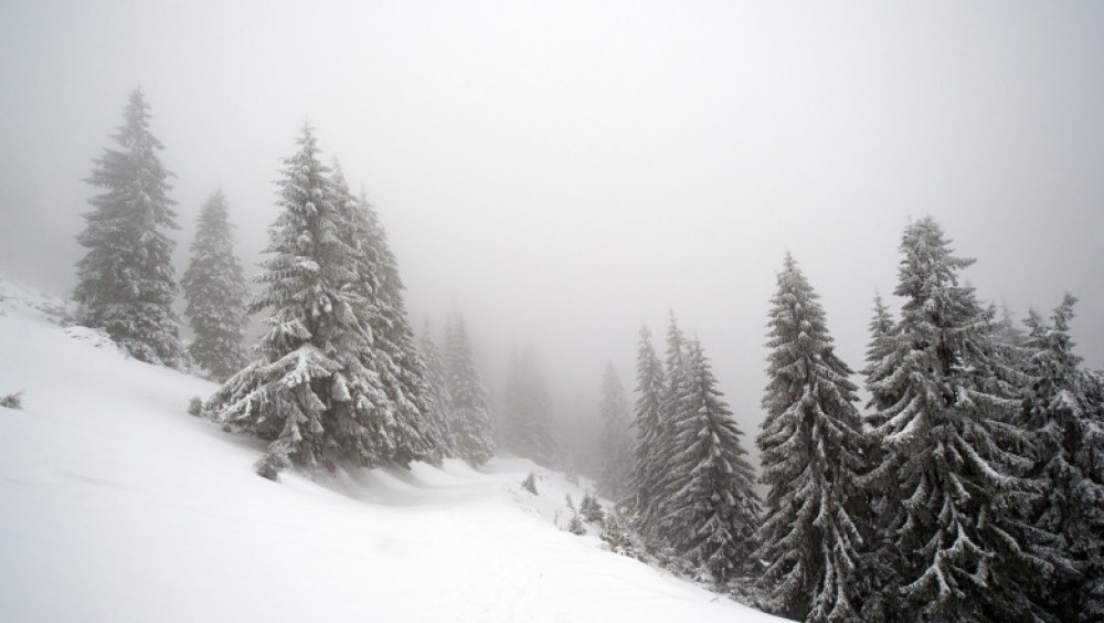 Ninge abundent în mai multe zone din România